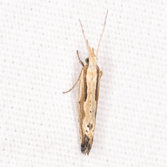 Plutella porrectella