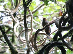 Pterorhinus treacheri