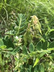 Astragalus frigidus