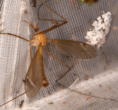 Tipula paterifera