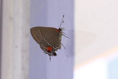 Electrostrymon angerona