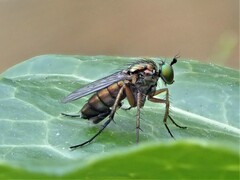 Dolichopus ungulatus