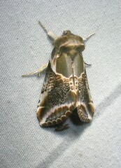 Habrosyne scripta