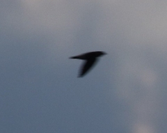 Chaetura pelagica