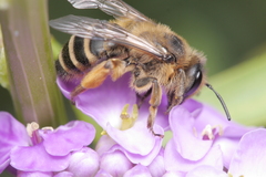 Andrena