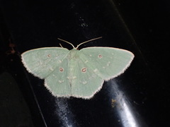 Comostola subtiliaria