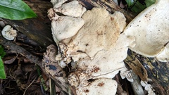 Favolus acervatus