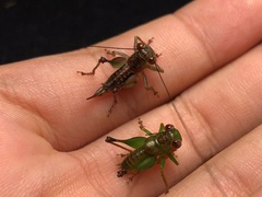 Lipotactes virescens