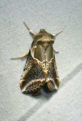 Habrosyne scripta