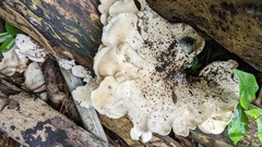 Favolus acervatus