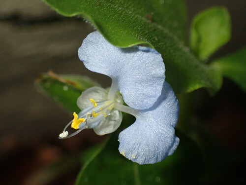 tropical spiderwort