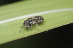Andrena