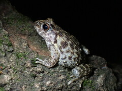 Glandirana rugosa