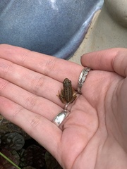 Rana temporaria