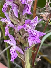 Dactylorhiza incarnata cruenta