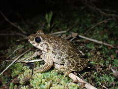 Glandirana rugosa
