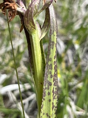 Dactylorhiza incarnata cruenta