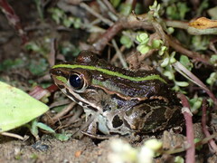 Pelophylax nigromaculatus