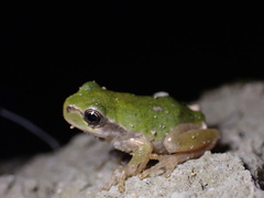 Hyla japonica