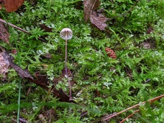 Marasmius bellipes