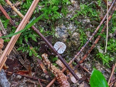 Marasmius bellipes