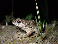 Glandirana rugosa
