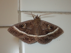 Metopta rectifasciata