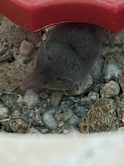 Notiosorex crawfordi