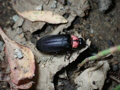 Nipponoluciola cruciata