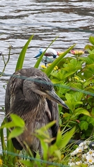 Ardea cinerea