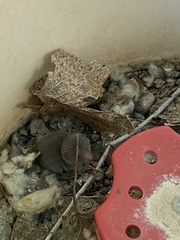 Notiosorex crawfordi