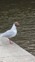 Chroicocephalus ridibundus