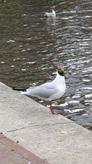Chroicocephalus ridibundus
