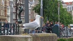Larus argentatus