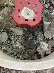 Notiosorex crawfordi