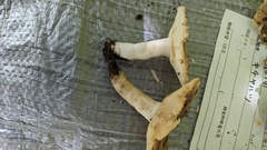 Russula sororia