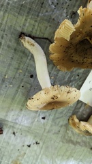 Russula sororia