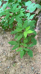 Taenidia integerrima