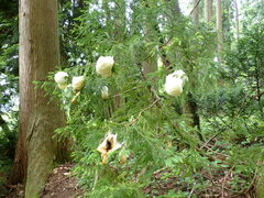 Zhangixalus arboreus
