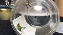 Lipotactes virescens