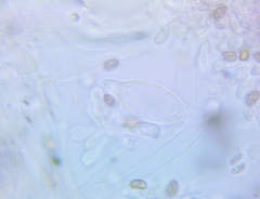 Psathyrella conissans