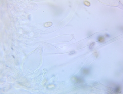 Psathyrella conissans