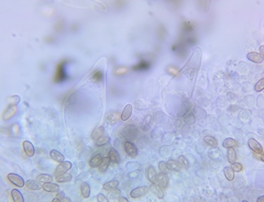 Psathyrella conissans