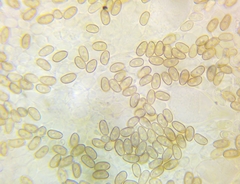 Psathyrella conissans