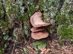Psathyrella conissans