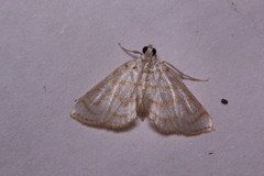 Neurophyseta
