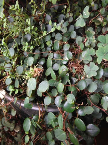 Peperomia prostrata