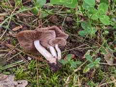 Psathyrella conissans