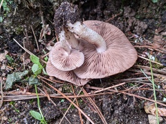 Psathyrella conissans