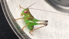 Lipotactes virescens